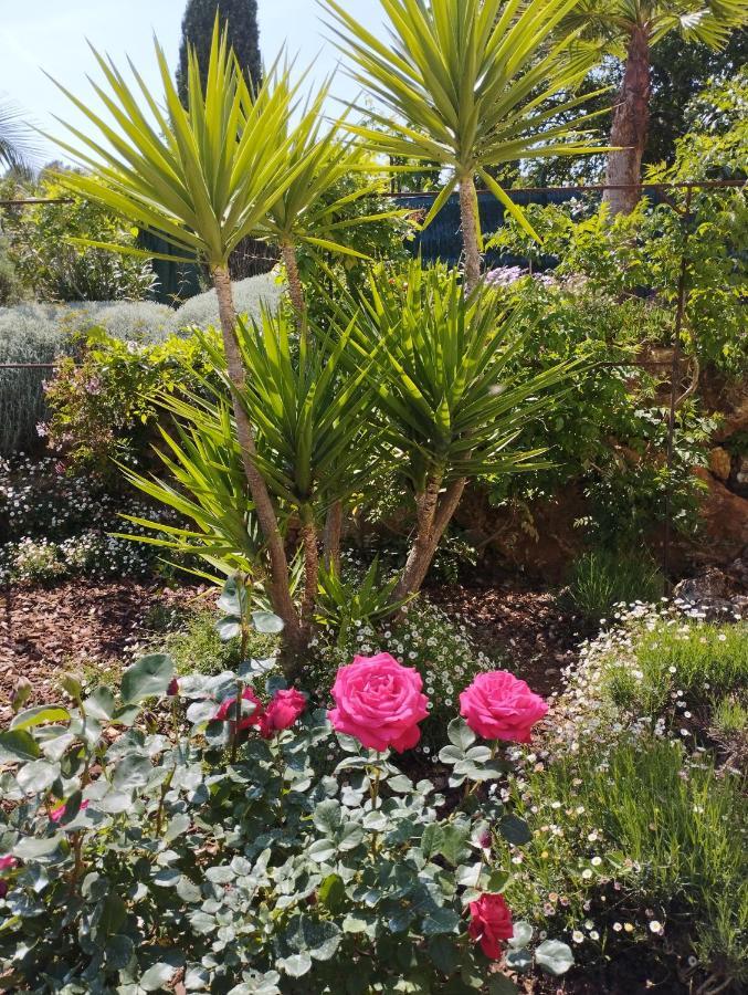 Villa Flora Superior Apartment Cabris Εξωτερικό φωτογραφία
